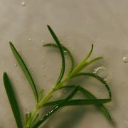 Aromatica Rosemary Scalp Scaling Shampoo 180ml