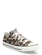 Converse Chuck Taylor All Star Beige
